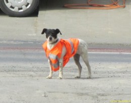 chien gilet retroreflechissant humour sécurité